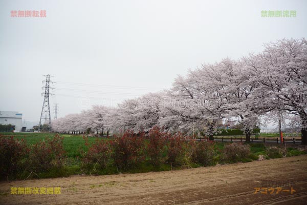 東太田線と桜並木